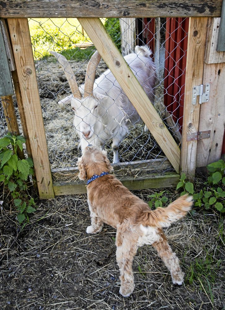 Hunden Bobby hälsar nyfiket på den ena av gårdens vita lantrasgetter.
