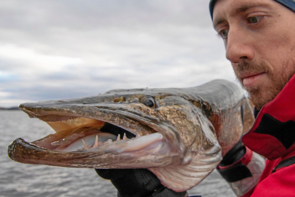 Fiskeåret avslutas med en riktig gris till julgädda.