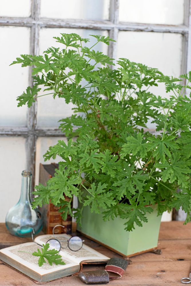 Pelargonen Doktor Westerlunds blomma säljs i dag med etiketten Grönt Kulturarv.