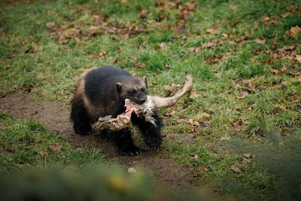 Järv bär på ett stort ben i gräset.