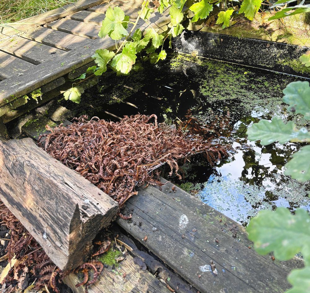 Igelkottsramp