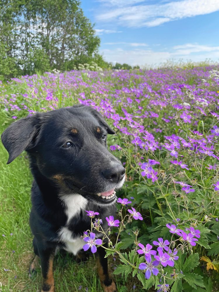 Svart hund bland blommor.