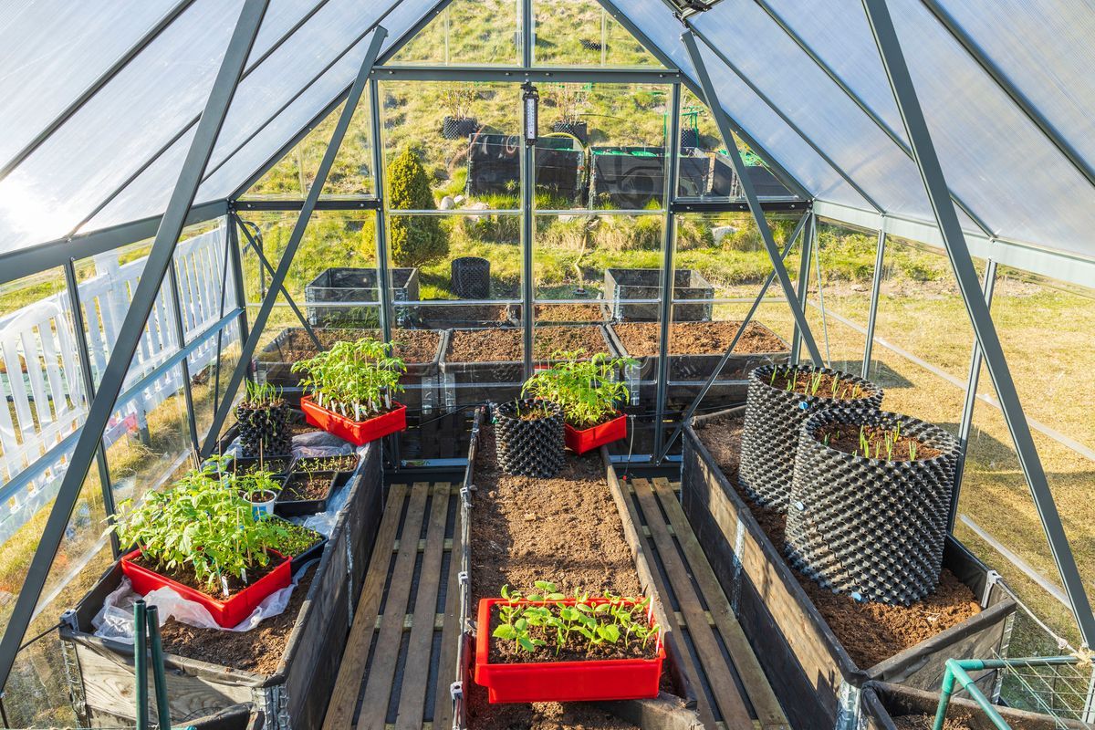 Växthus med odlingsbäddar och plantor i krukor och lådor på rad