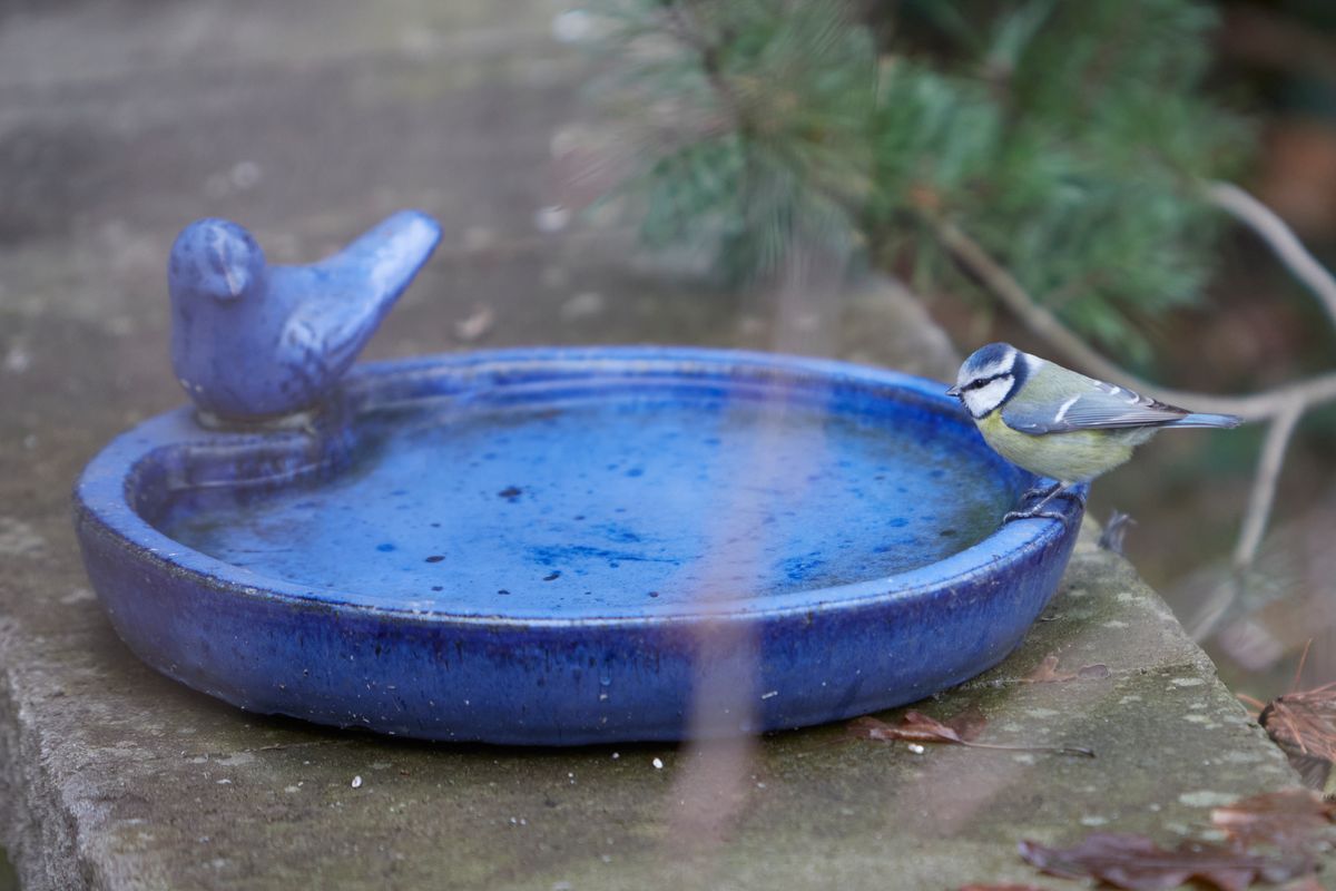 Blåmes sitter vid kanten av ett blått keramikfat med fågelfigur utomhus