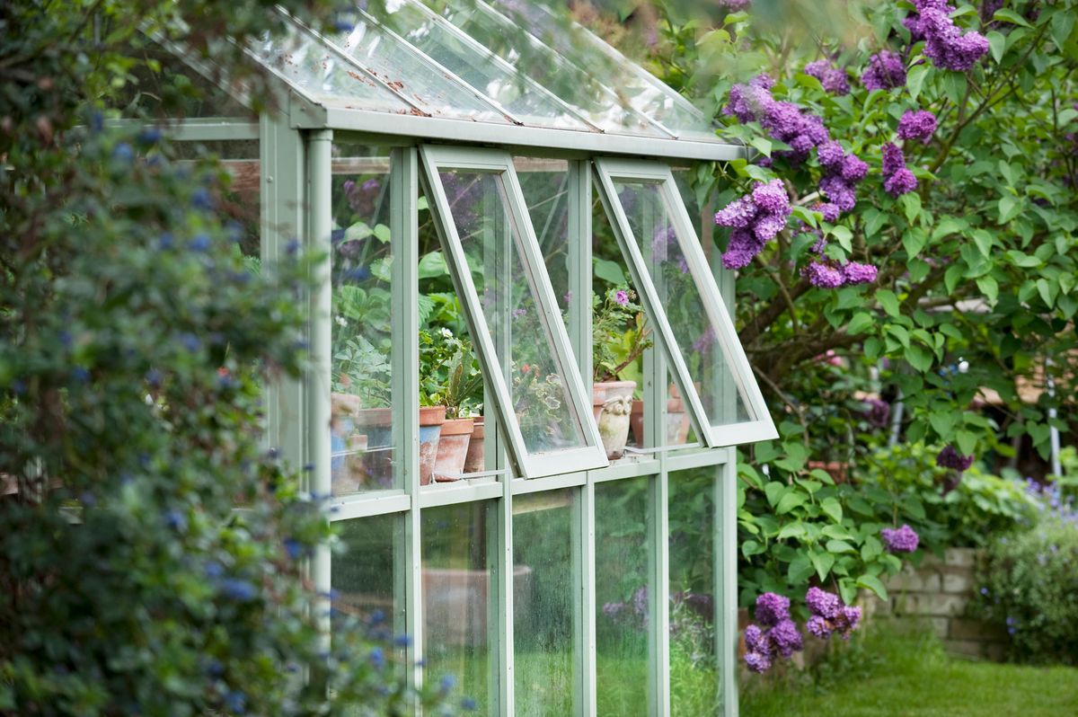Litet växthus i trädgård omgivet av blommande syrener och gröna buskar
