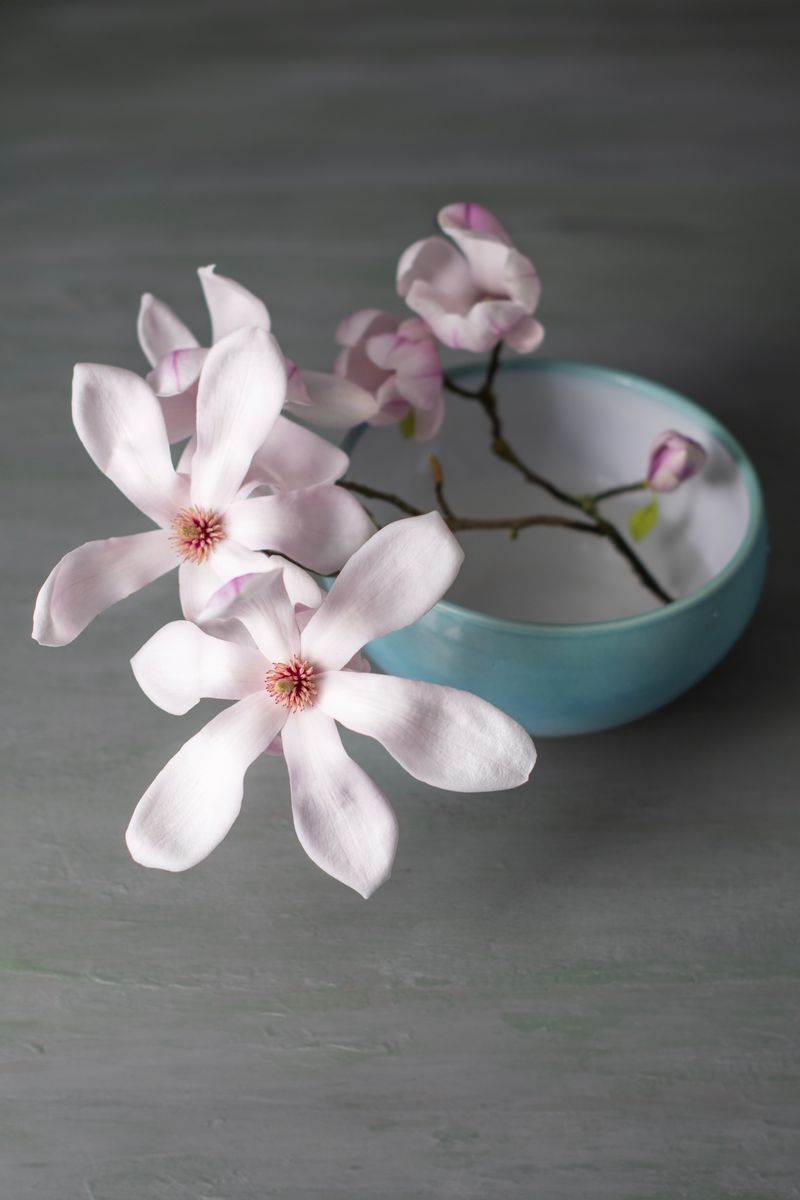 Ljusrosa magnoliakvistar i en turkos skål mot grågrön bakgrund