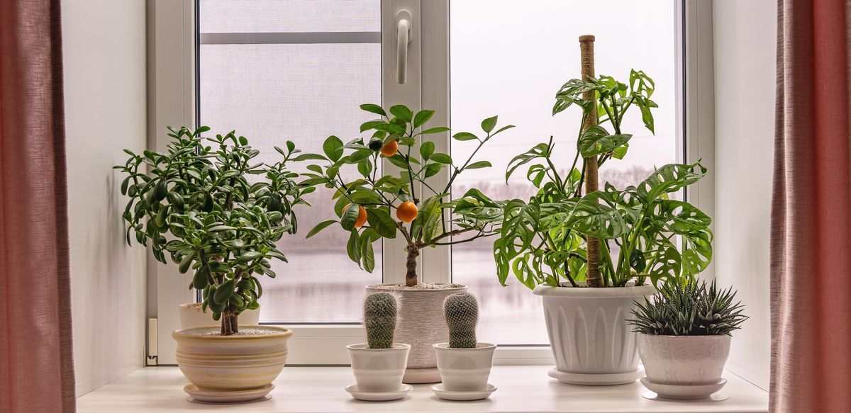 Flera krukväxter står på en vit fönsterbräda framför ett ljust fönster