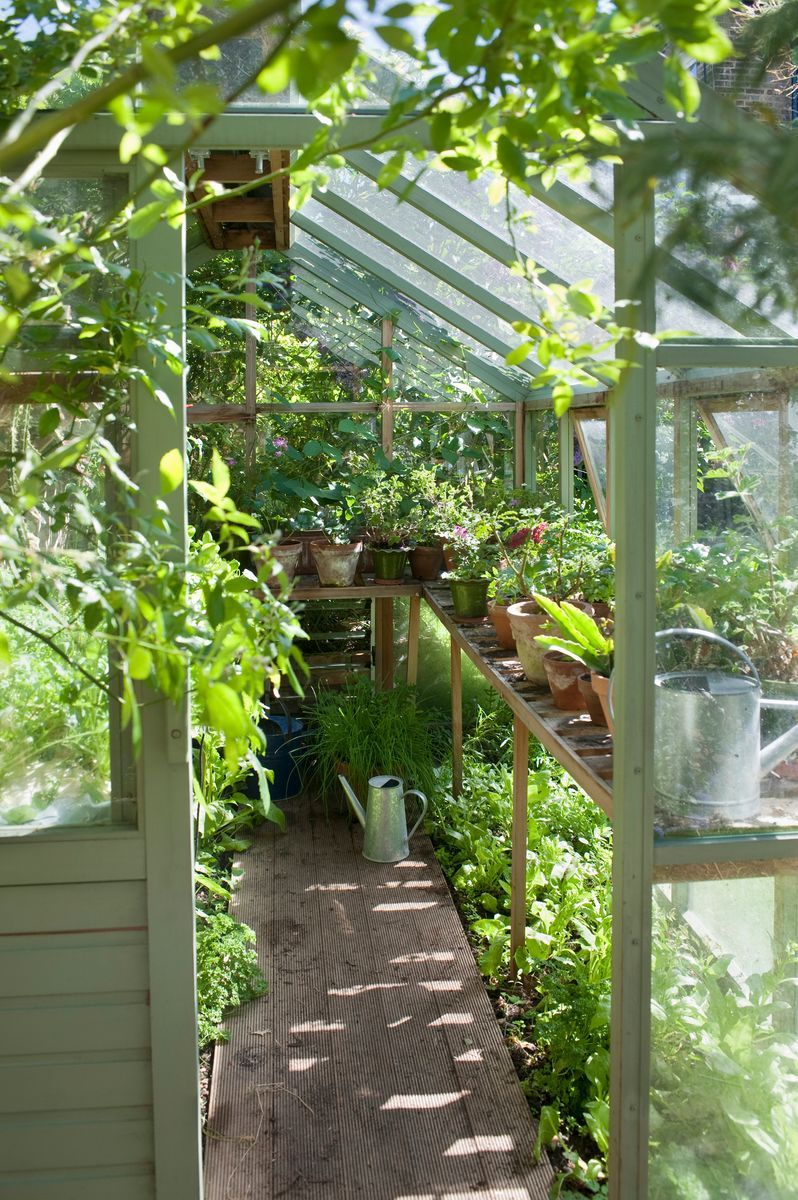 Ljust växthus med träbord fullt av krukväxter och gröna plantor