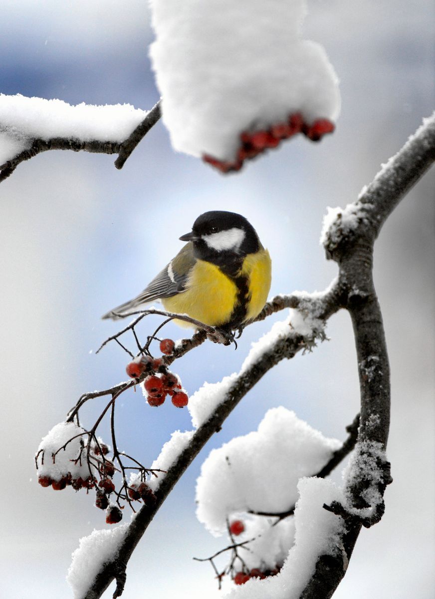 Blåmes sitter på snötäckt gren med röda bär en vinterdag