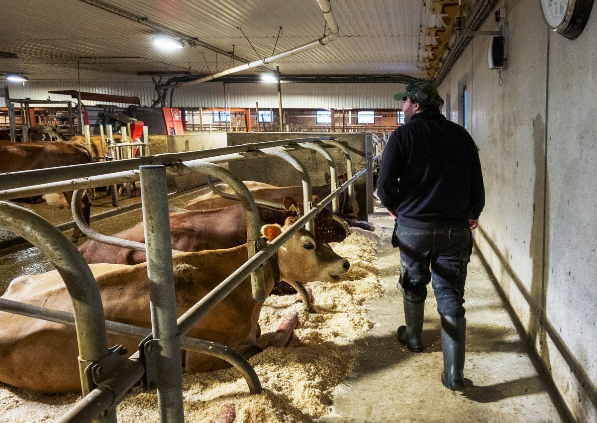 Klas går genom ladugård där kor ligger och vilar i sina bås