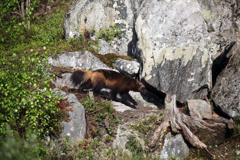 Järv går bland stenar och grönska i skogen.