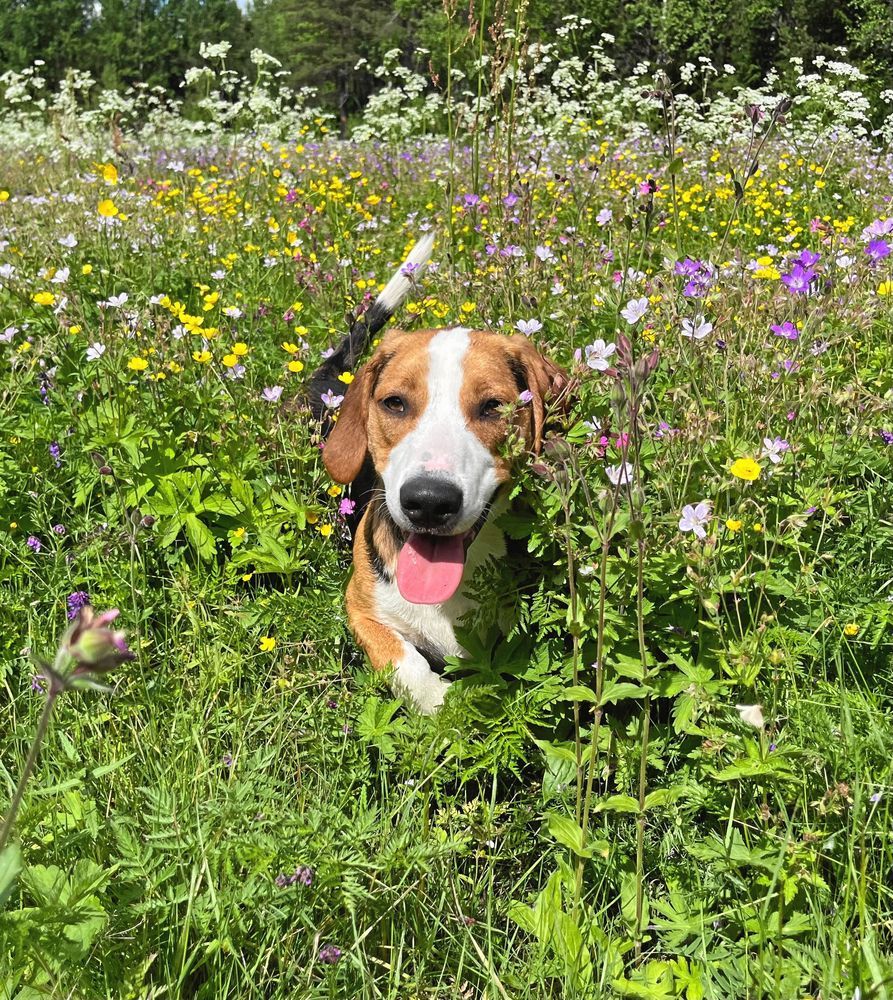 HUnd bland sommarblommor
