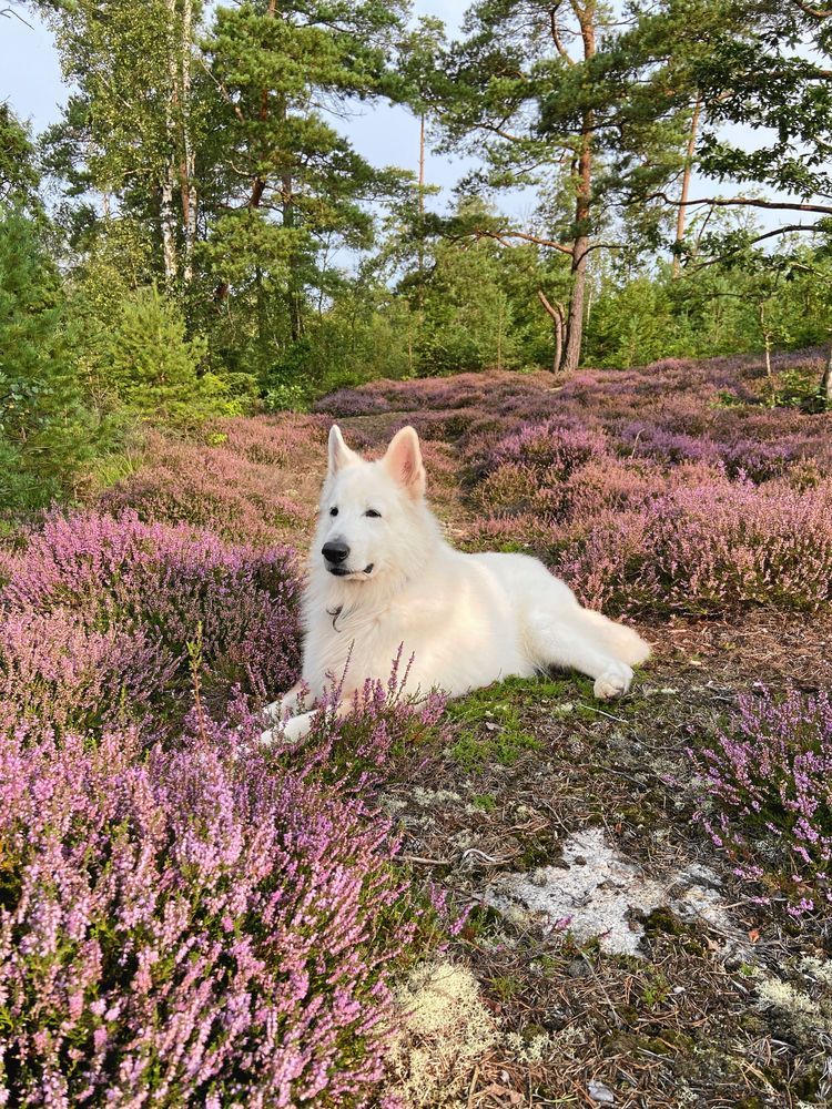 Hund bland ljung.