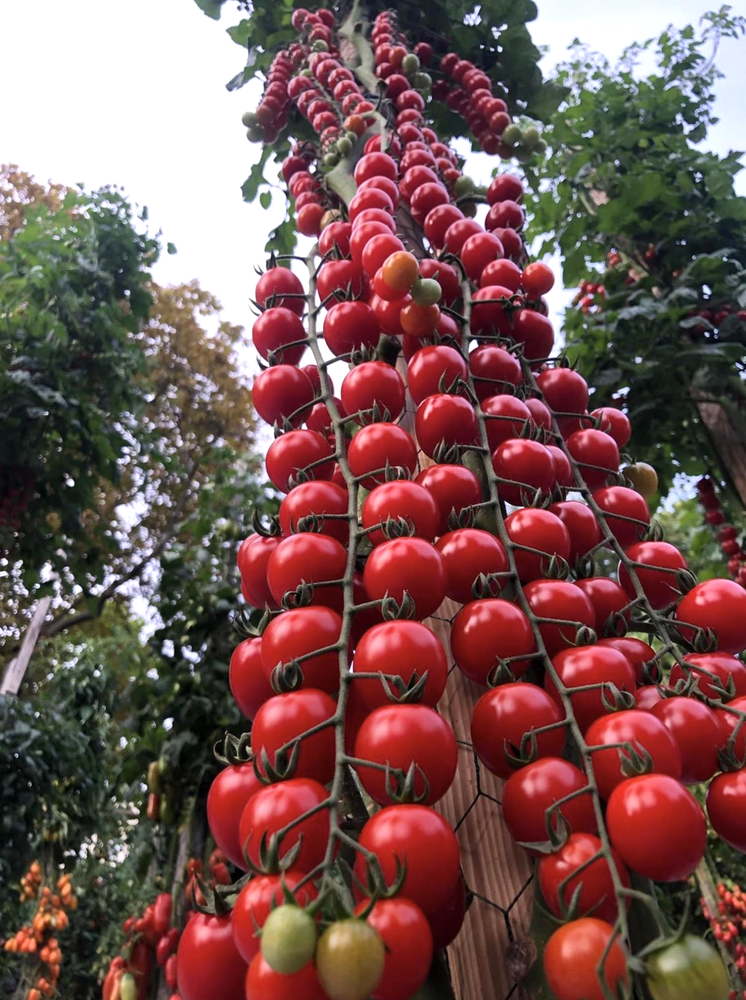 Mogen tomatklase med sorten Rapunzel hänger längsmed påle.