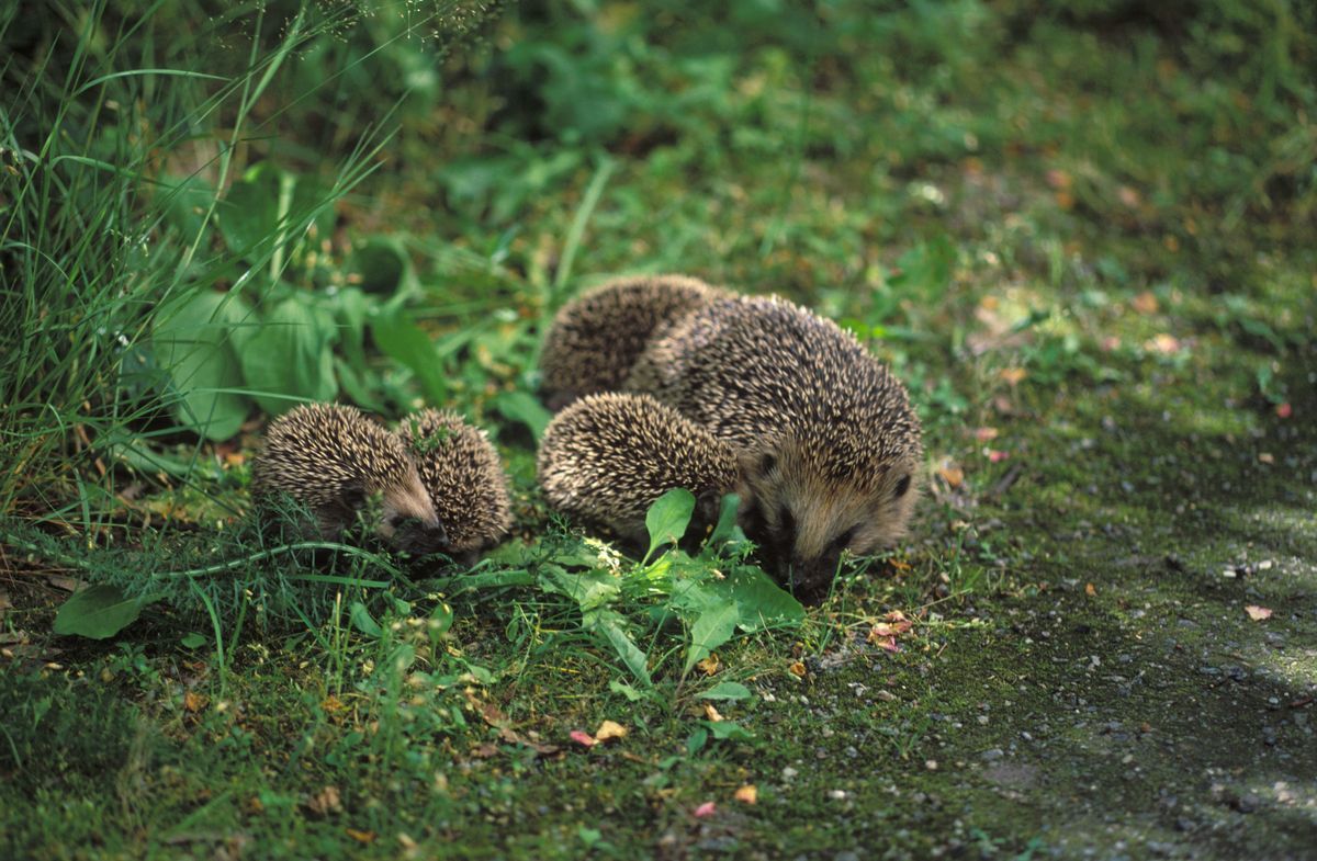 Igelkottehona med ungar. 