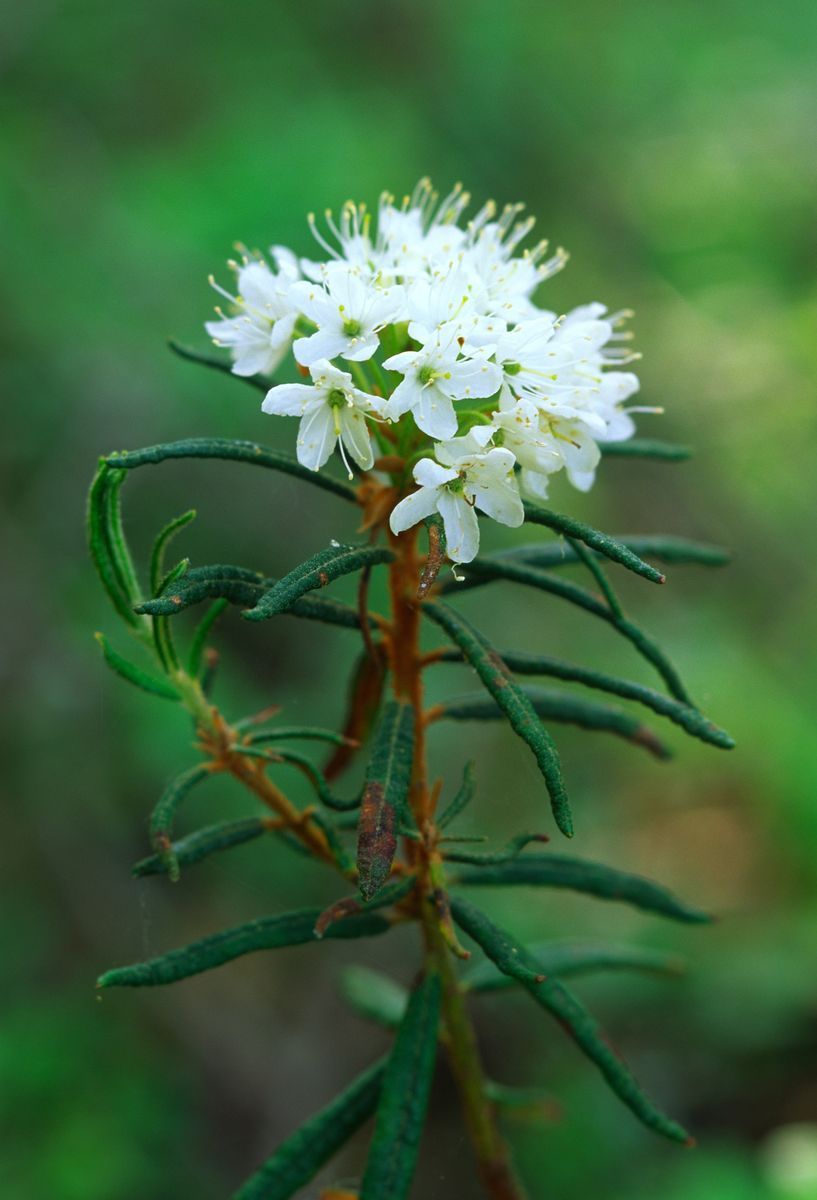 Vit blomma med smala gröna blad mot suddig grön bakgrund