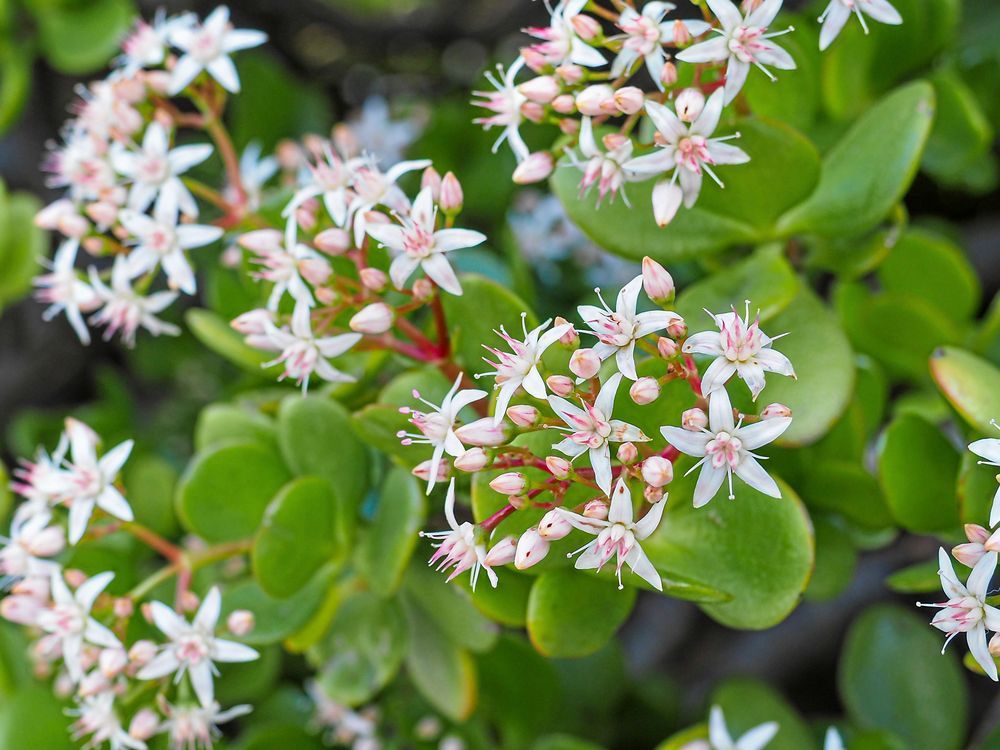 Närbild på en grön suckulent med små vita stjärnformade blommor