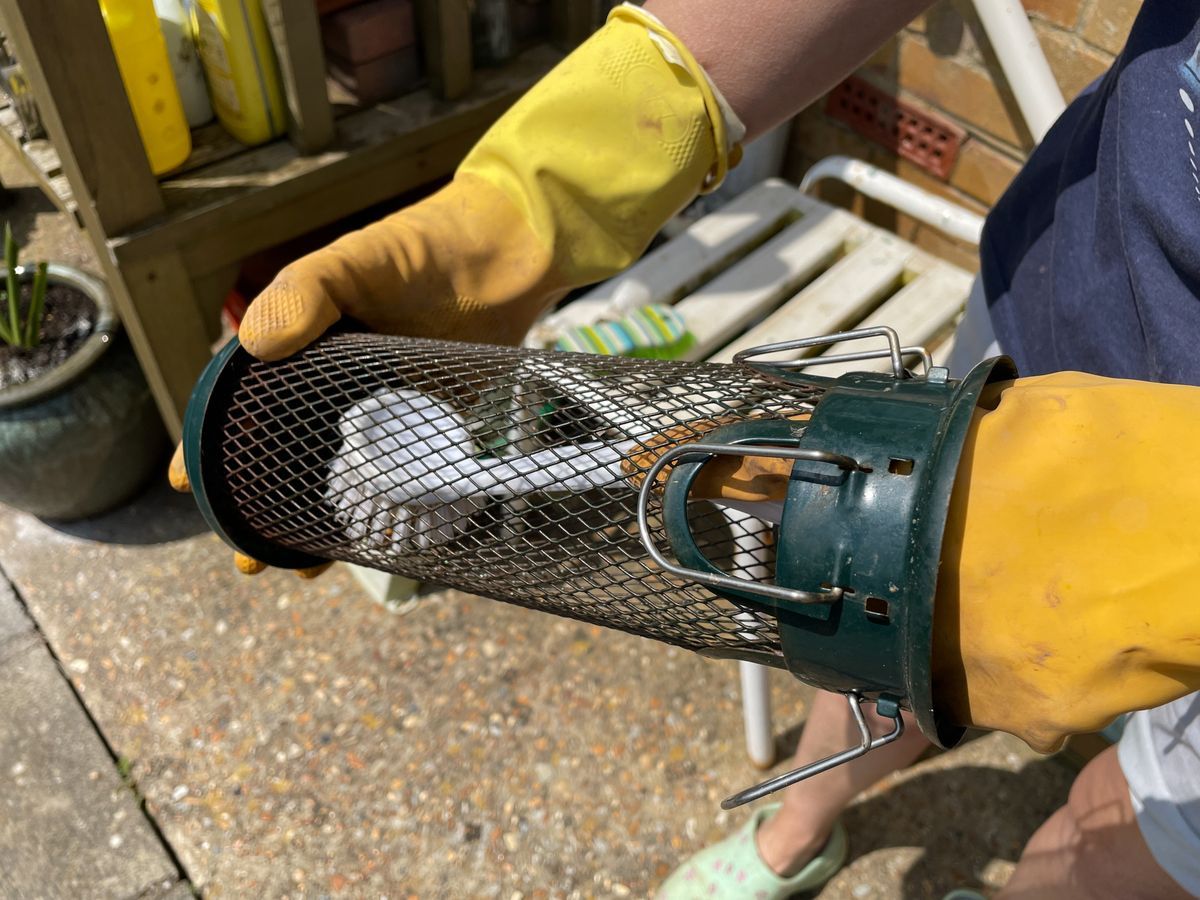 Person med gula handskar håller nätbur med liten fågel inuti utomhus