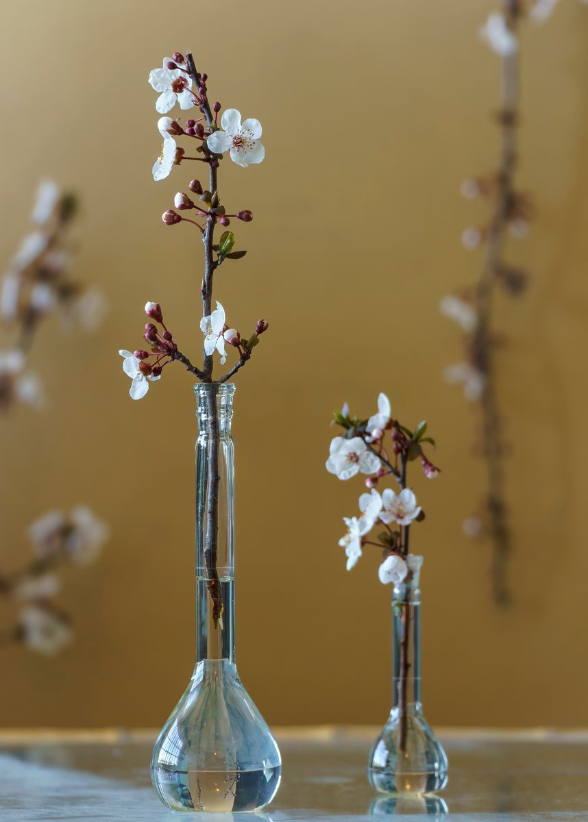 Två glasvaser med blommande körsbärskvistar mot beige bakgrund