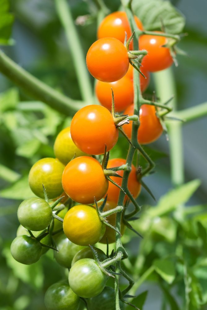 Gula och gröna tomater på en planta i solskenet.