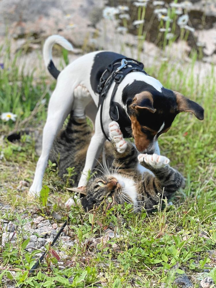 Katt och hund busar.