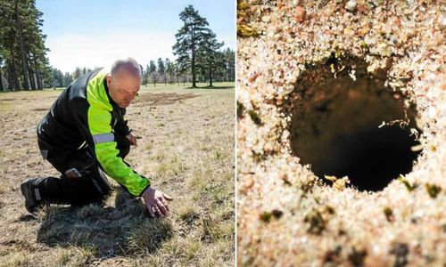 På sandmarker och åsar i Nybro kommun fanns en insektsfauna av nationellt skyddsvärde, bland annat på golfbanan i Krukebo. Banchef Patrik Tagesson har varit med och tagit fram en skötselplan.