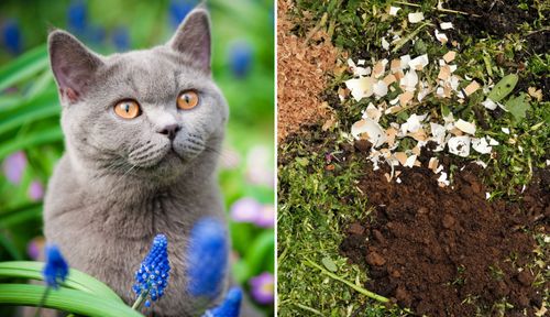 Kaffesump i trädgården kan vara bra till mycket. Har du koll på tipsen?