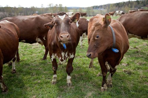 Fjolårets Arla-kosläpp lockade hundratusentals nyfikna tittare.