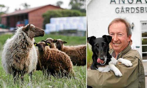 Rolf Axel älskar djur och drivs av att de ska må bra, från födsel till slakt. Hunden Zigne, 10 år, hänger helst med husse.