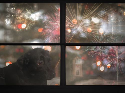 Var tredje hundägare flyr nyårsfirandet