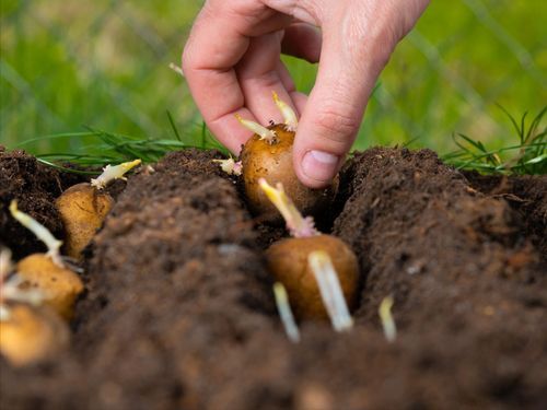Så hejdar du potatisens fiender i din odling