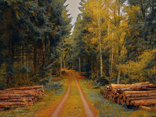 Skogsföretag i landsbygd står för tillväxt