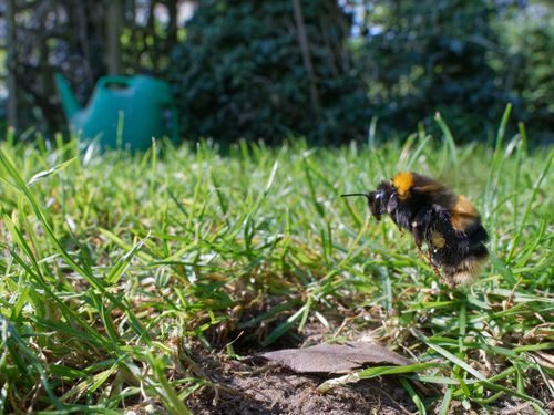 Därför flyger vårens första humlor så lågt