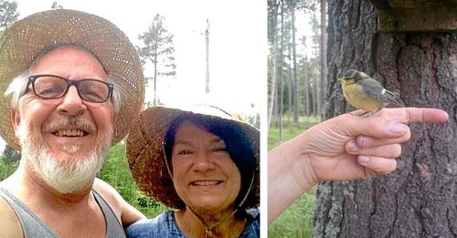 Lars och Katarina blev "fosterföräldrar" åt den lilla blåmesungen under några veckor i sommar.