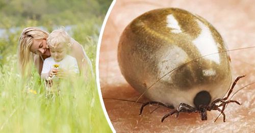 Kolla dig gärna i sommar om du varit i halvhögt gräs i närheten av vatten eller lövskogar – där trivs fästingen bäst.