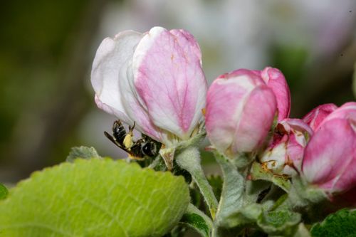 Ett solitärbi pollinerar en äppelblomma. Solitärbin är viktiga i alla frukt- och bärodlingar.