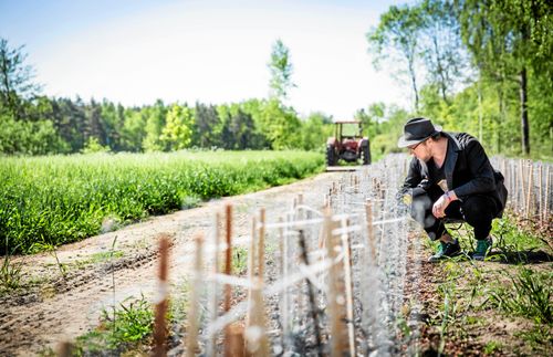 Slår rot. Oskar Dahlbom brinner för Kränkus teodlingen på gården Eskelhem söder om Visby.