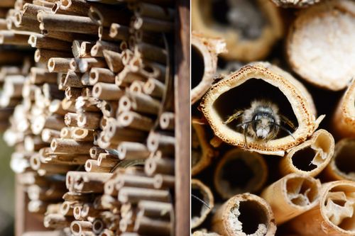 Vill du ha fler insekter till din trädgård? Här är tipsen!