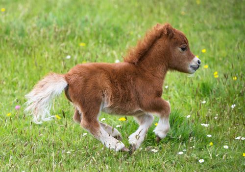 Jo, jag har korta ben men är ändå snabb.