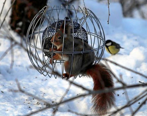 Irmgard Henriksson får varje dag besök av en objuden och mycket angelägen matgäst.