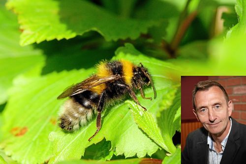 Trädgårdshumla och biologiprofessor Dave Goulson.