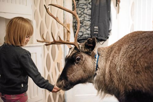 Renen Vaggi älskar knäckebröd och vill helst att 3-åriga Eila ska mata henne.