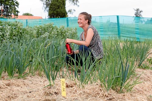 Elisiv Lindroth i Alunda visade upp sina täckodlingar med grönsaker i Öppen trädgård för första – men inte sista – gången. Samarbete med grannen och cirka 150 besökare i alla åldrar gav mersmak.