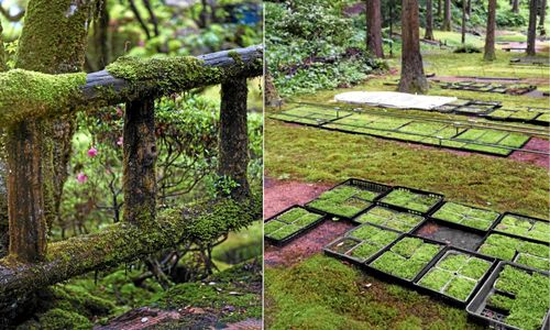 Gräset får vika för nu är mossa det nya gröna.