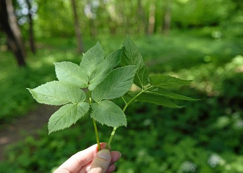 Kirskål – bekämpning, förväxling och recept