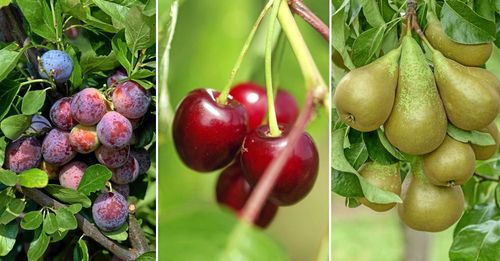 Plommonet Opal. ett sötkörsbär och ett päronträd blir en fin mix för en lyxig fruktträdgård. Foto: IBL