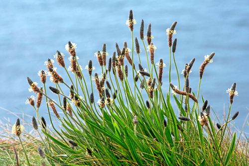 Svartkämpe (Plantago lanceolata) med utslagna blommor.
