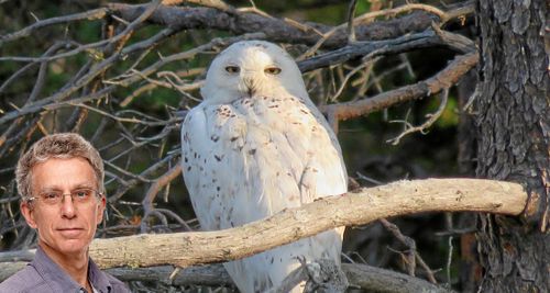 När vi väl hittat ugglan lät den sig beskådas och fotograferas tills vi fågelskådare tröttnade.