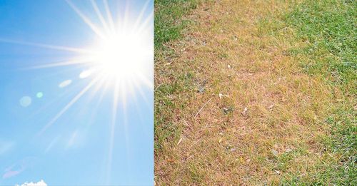 Har värmeböljan tagit musten även ur din gräsmatta? Ingen fara, den tål faktiskt torka!