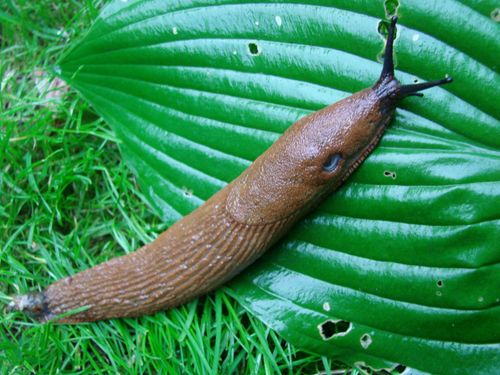 Sniglar, så funkar de! Kolla in tipsen hur du gör för att hålla dem borta från din trädgård.